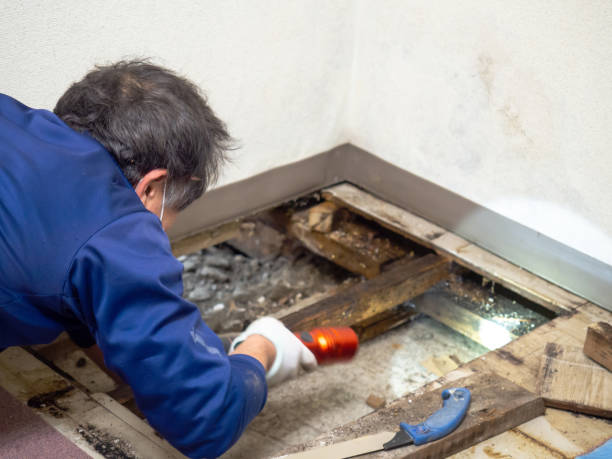 Best Attic Mold Removal  in St Bonaventure, NY