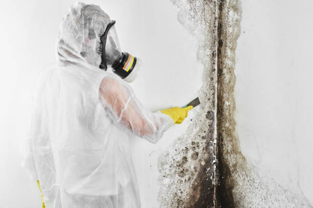 Best Fast Mold Removal  in St Bonaventure, NY