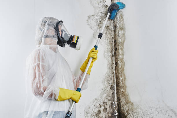 Best Black Mold Removal  in St Bonaventure, NY