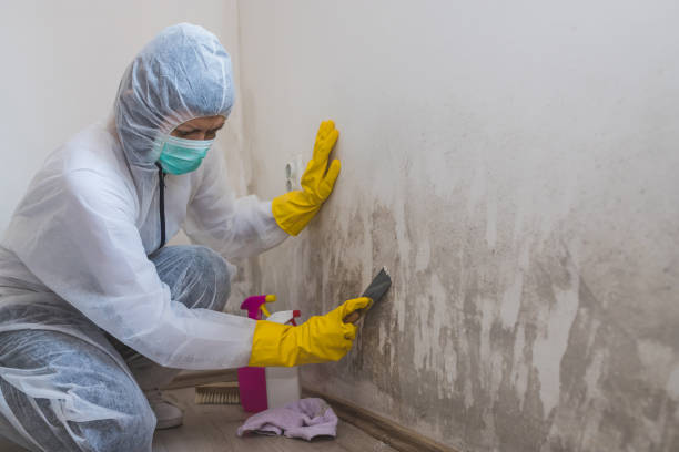 Best Affordable Mold Removal  in St Bonaventure, NY