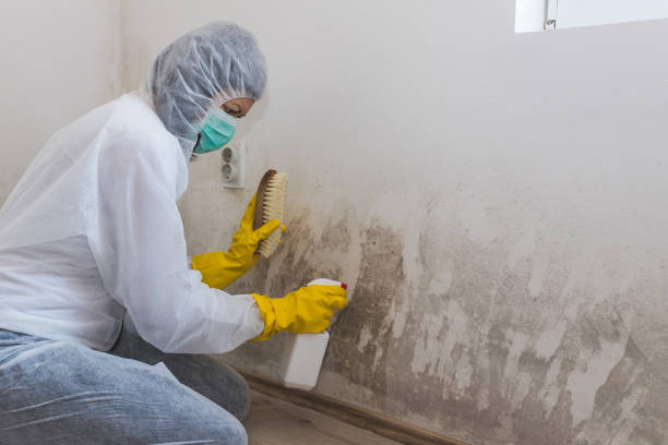 Best Emergency Mold Removal  in St Bonaventure, NY