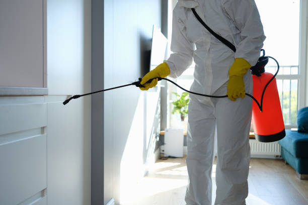 Professional Mold Removal in St Bonaventure, NY