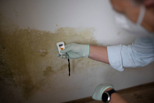 Best Home Mold Removal  in St Bonaventure, NY