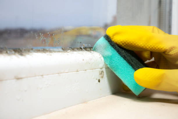 Best Toxic Mold Removal  in St Bonaventure, NY