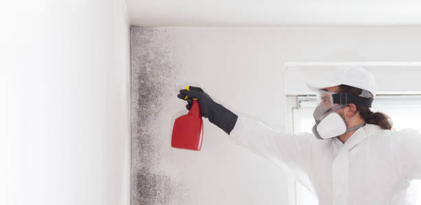 Best Mold Cleaning Services  in St Bonaventure, NY