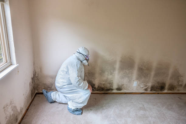 Office Mold Removal Services in St Bonaventure, NY