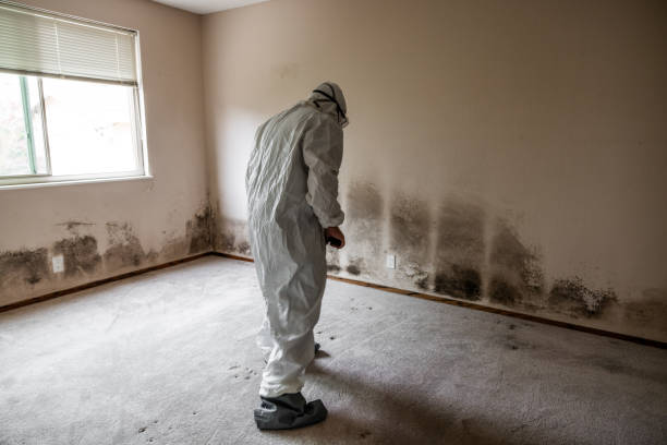 Best Commercial Mold Removal  in St Bonaventure, NY