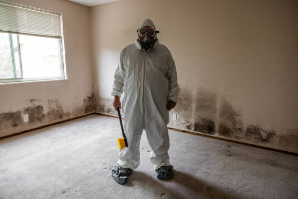 Attic Mold Removal in St Bonaventure, NY