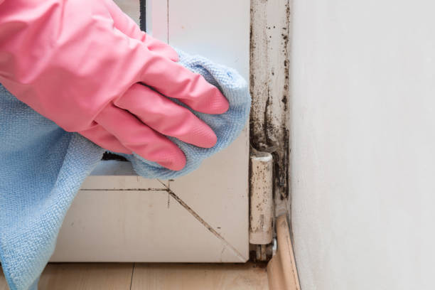 Best Best Mold Removal Companies  in St Bonaventure, NY